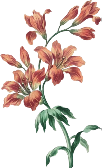 Bunga Kiri
